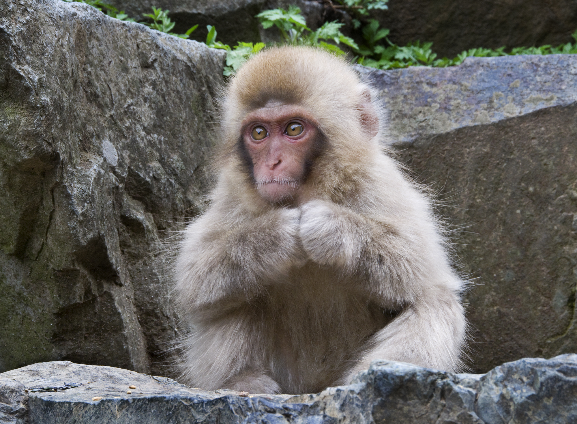 [宅送] Snow Monkey Juvenile | Shutterbug ライト・ランタン